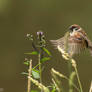 House sparrow
