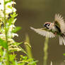 House sparrow