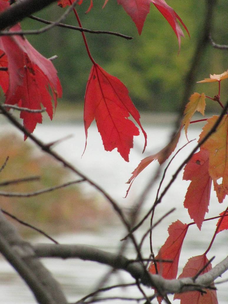 Important Fall Shots Fall Shots by photogeek30 on DeviantArt