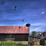 Storks above the nest