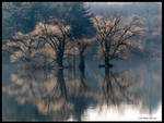 Late Autumn Island Reflections by Mogrianne