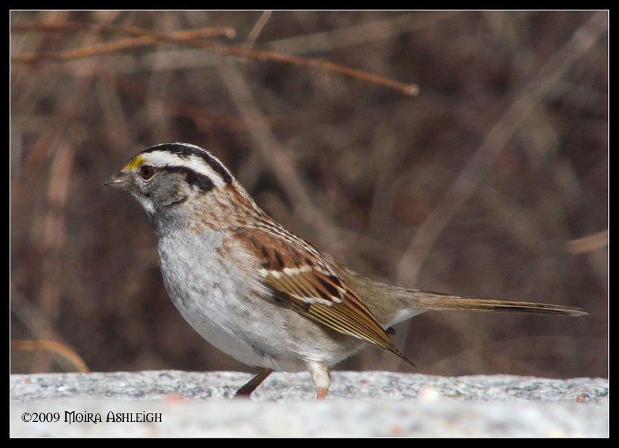 Lady White Throated Sparrow