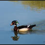 Wood Duck Song