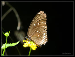 Mocha Butterfly on Yellow