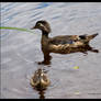 Wood Duck Mother and Babe