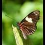 Butterfly - Doris Longwing