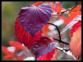 Leaves Turning