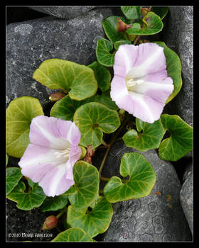 Flowers on the Rocks