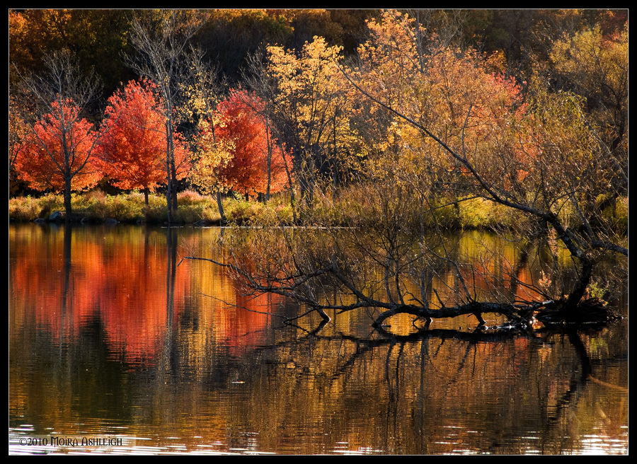 Autumn Patterns Fall