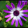 Purple Painted Daisy