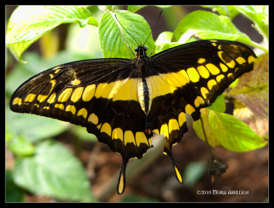 Giant Swallowtail So Yellow