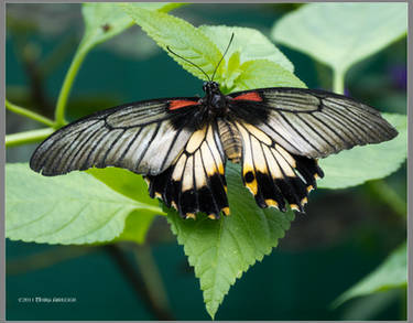 The Beauty of Butterfly Wings
