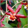 Red Orchid Flying