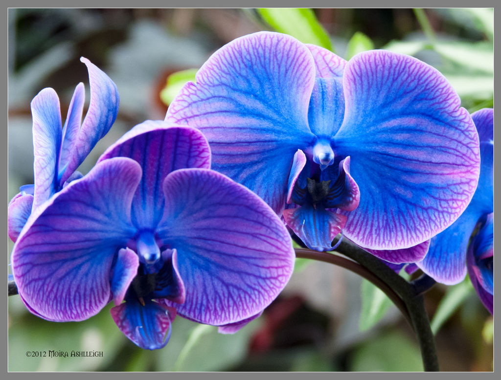 Wild Blue Orchids