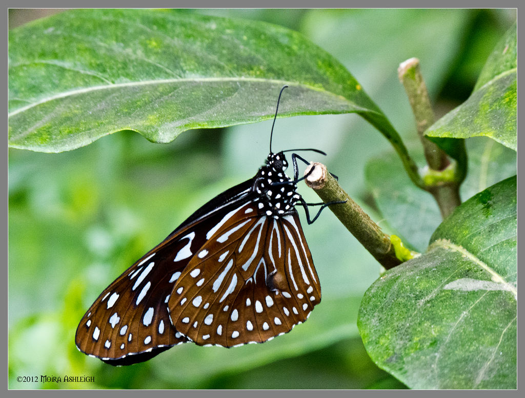 Brown Painted Butterfly