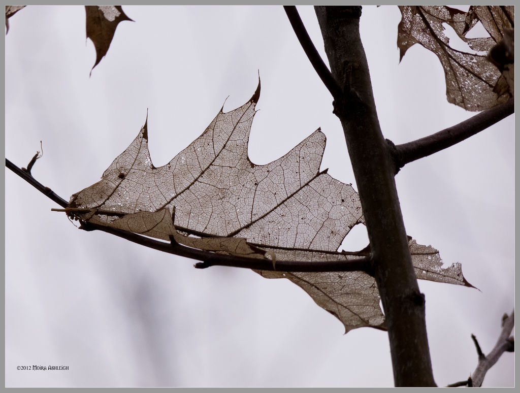 Oak Ghost Leaf