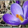 Purple Crocus Bloom