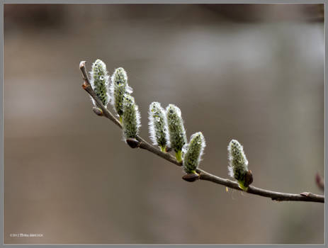 Wet Tree Flowers