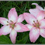 Water soaked lilies