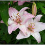 Pink lily pair