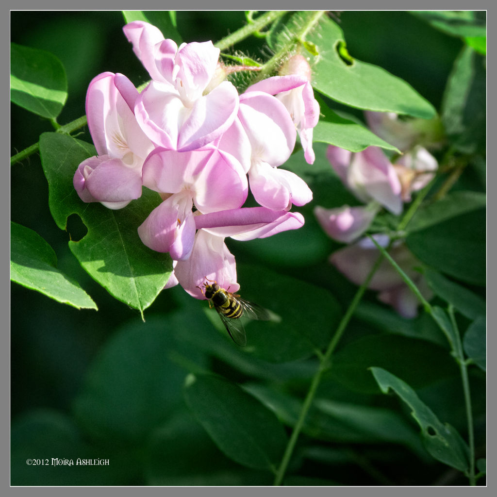 Locust Bee Bumblebees and More Theme on CloseToNature - DeviantArt
