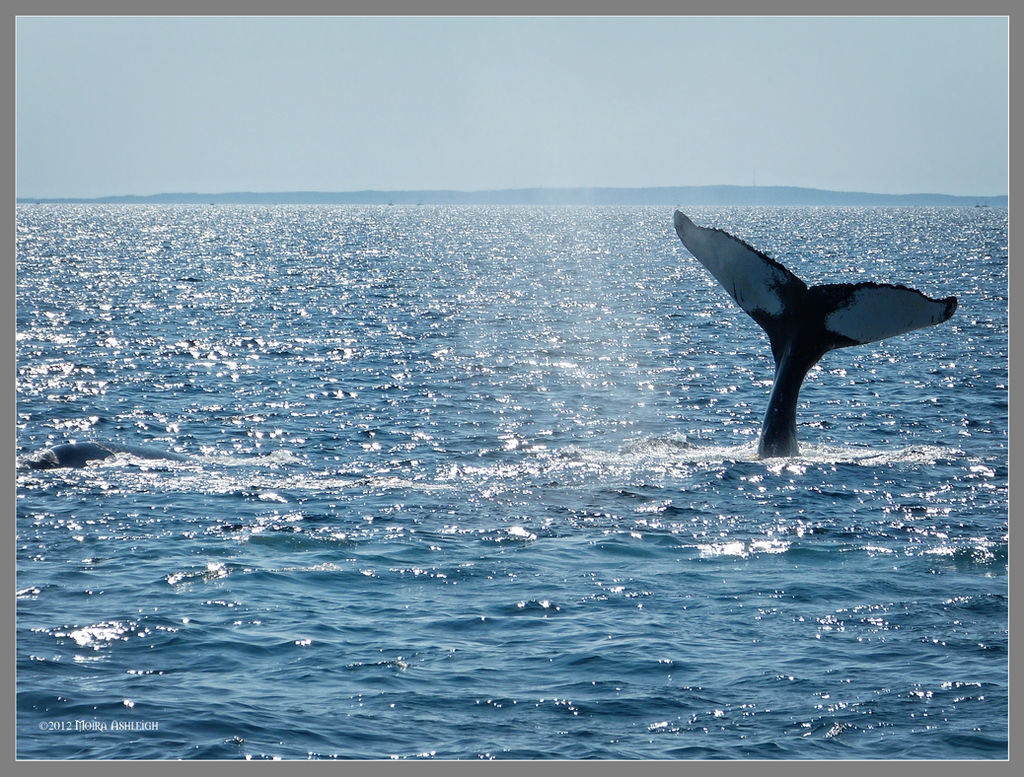 Wale tail