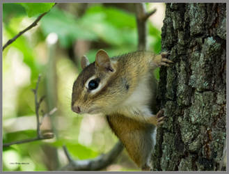 Chipmunk watching by Mogrianne