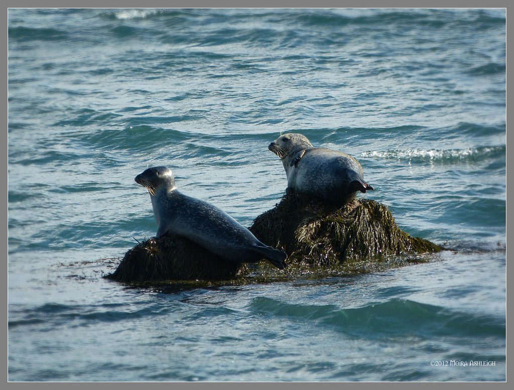 2 of Seals