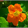 Nasturtium in orange