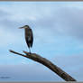 Heron up high