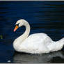 Swan in blue water