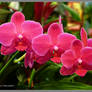 Hotpink orchids