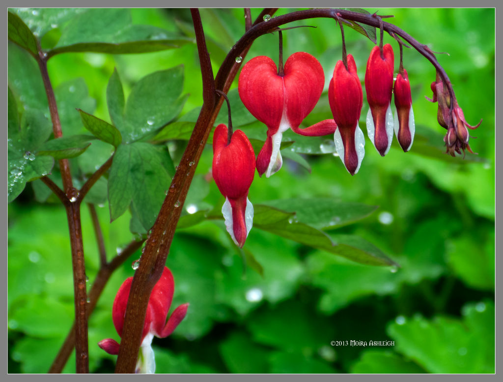 Red hearts on green