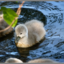 Swan baby in blue water