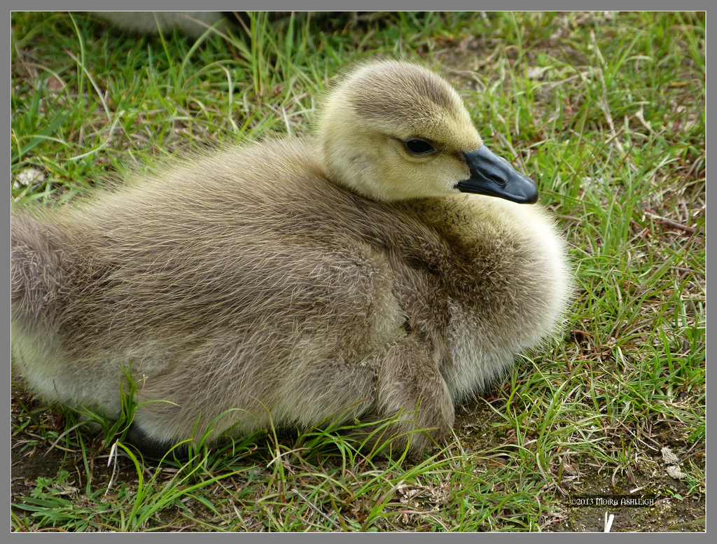 Little gosling resting