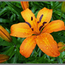 Orange lily with water drops