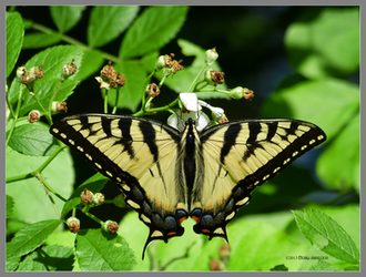 Butterfly yellow tiger swallowtail by Mogrianne