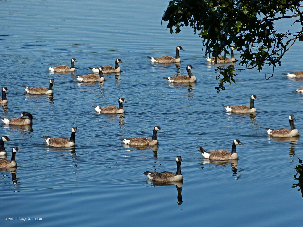 A Gaggle of Canada Geese