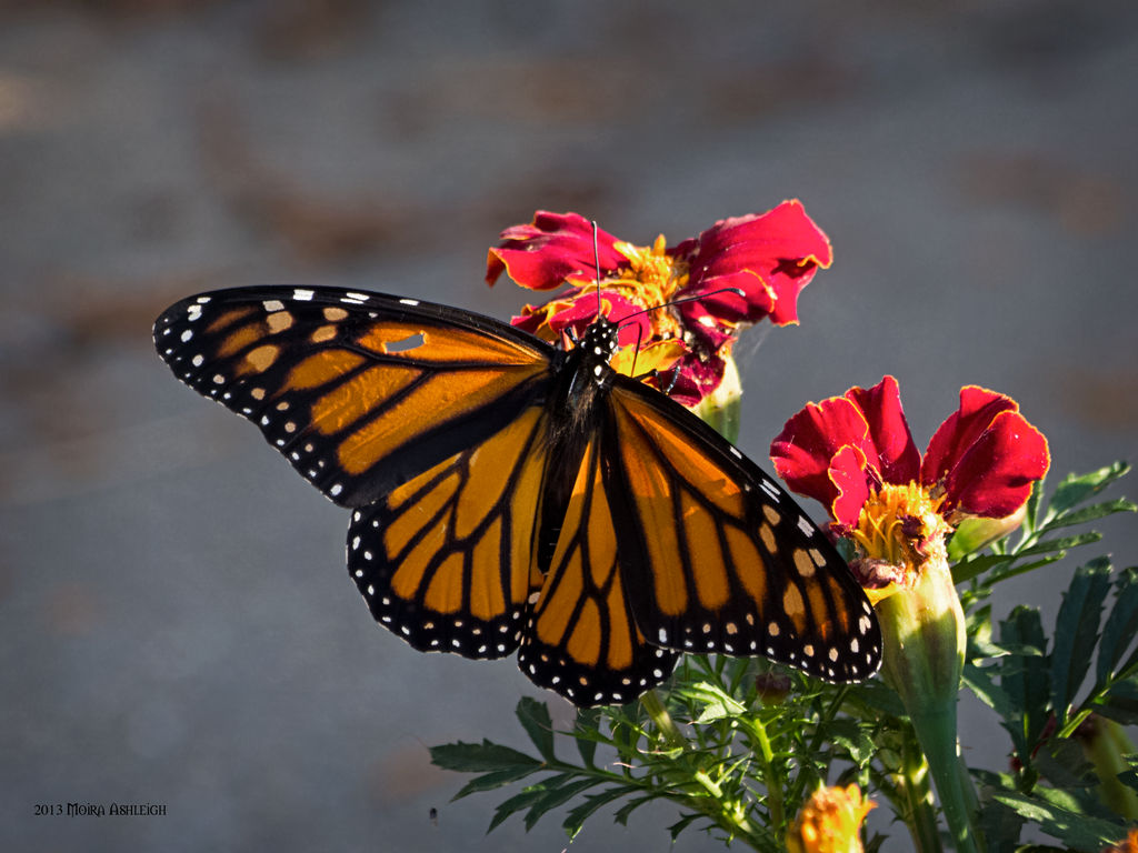 Monarch and marigolds