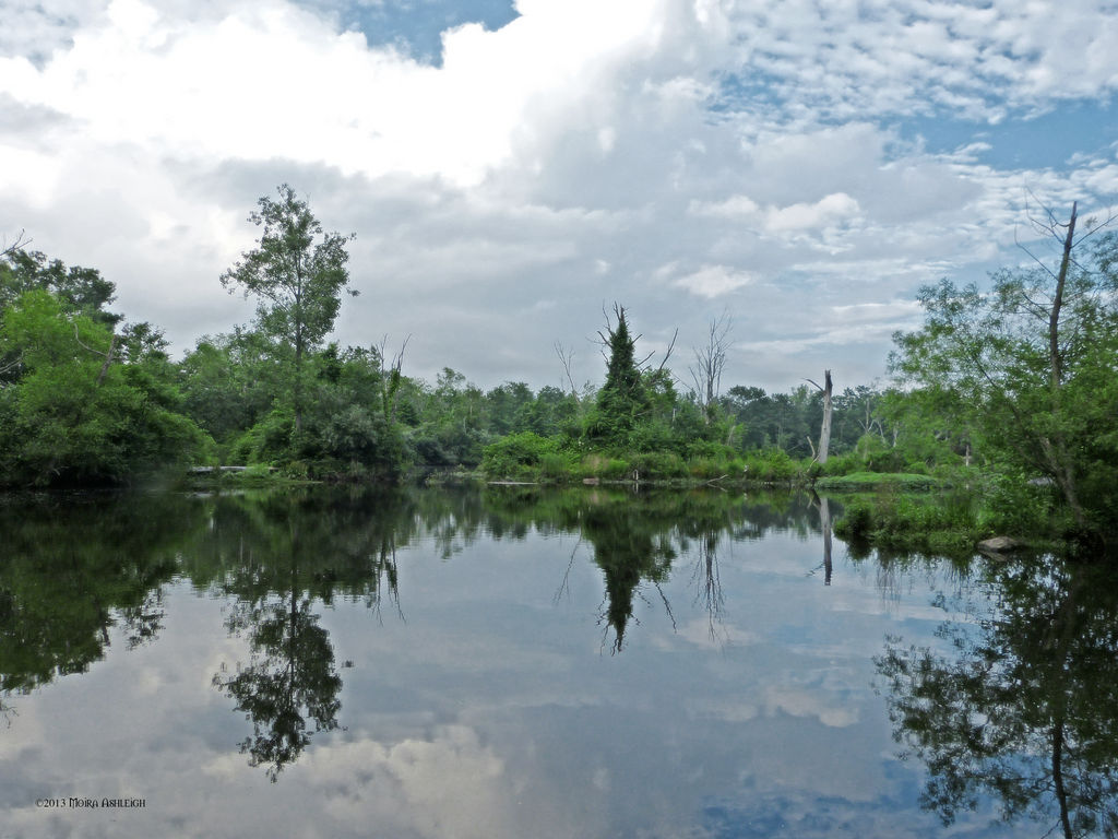 Back swamp reflected by Mogrianne on DeviantArt