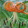 Tigerlily