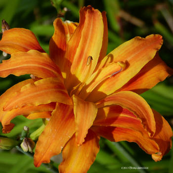 Daylily by Mogrianne