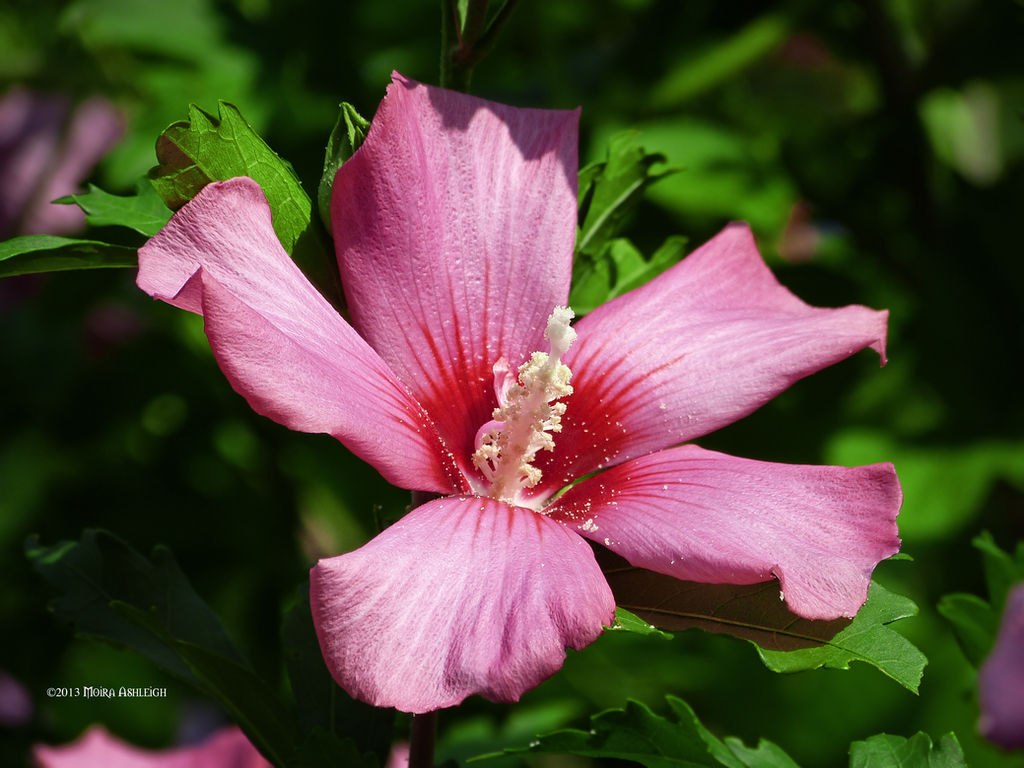 Rose of sharon blooms