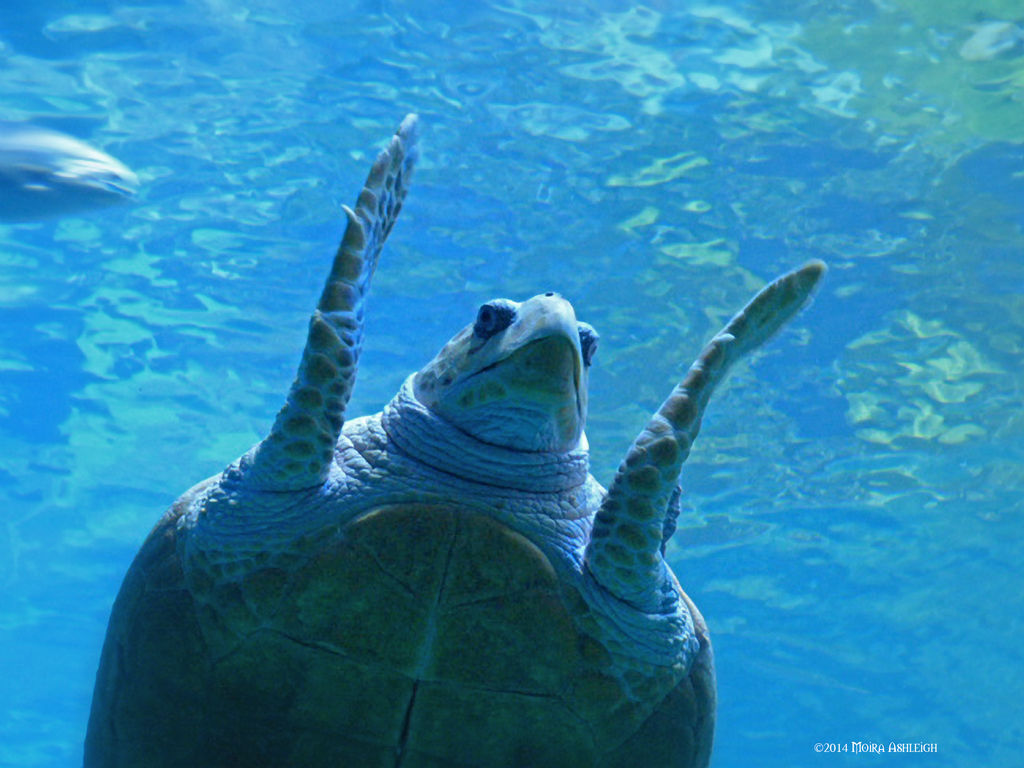 Turtle wave