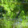 Green abstract by water