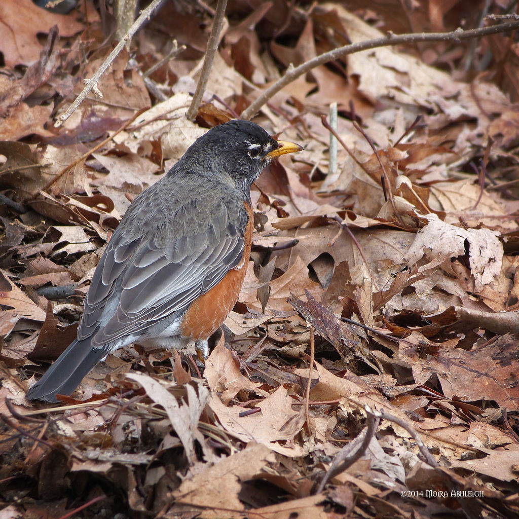 Hunting robin