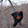 Redwing Black Bird Calling