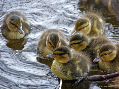 Newly born ducklings