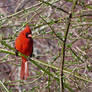 Redboy in the thorns of Spring