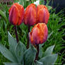 Fire tulips